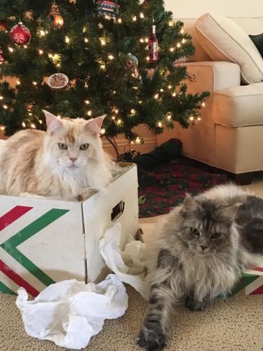 Milo and Theo S. Christmas Photo